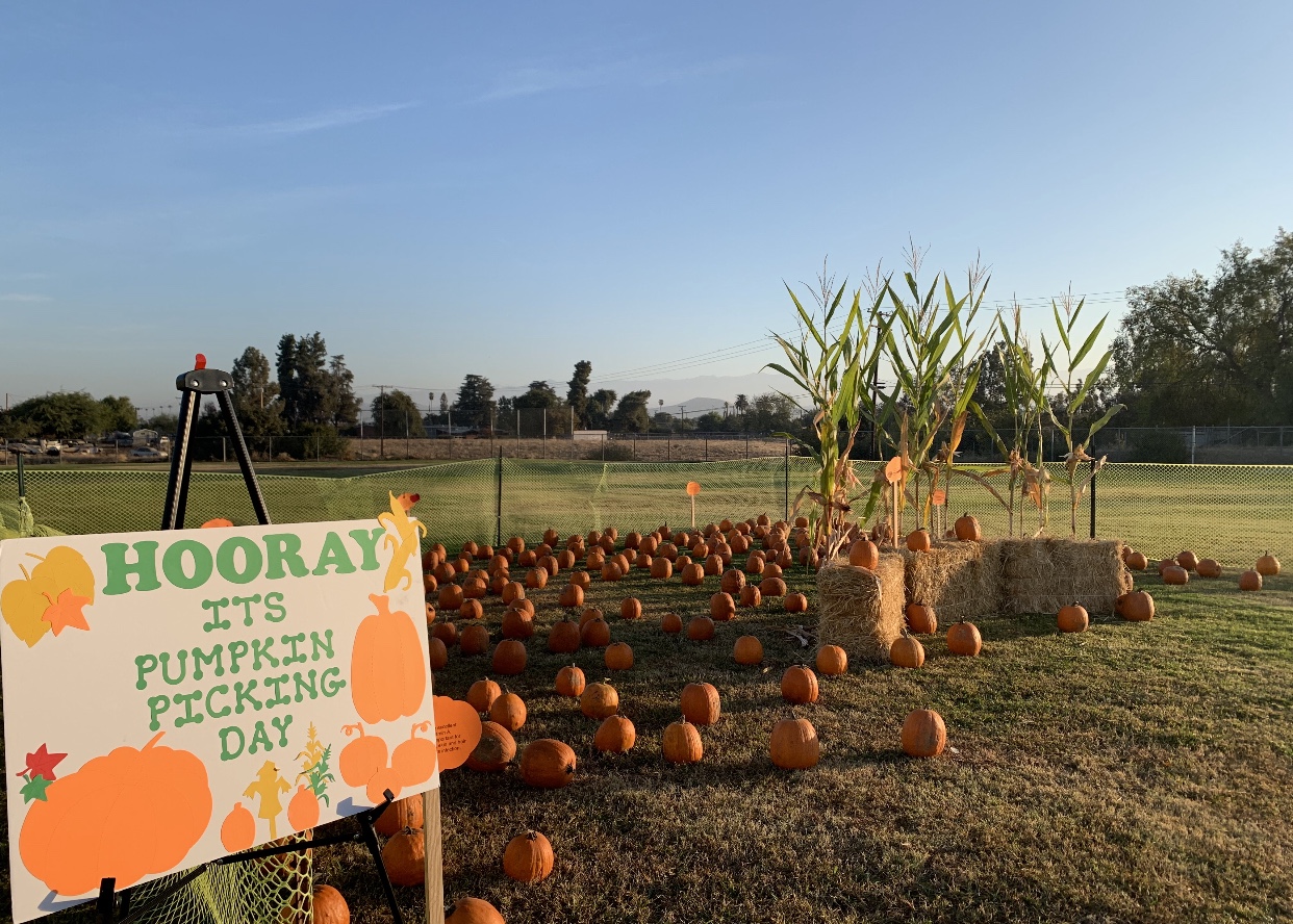 2021 Terra Bella Pumpkin Patch