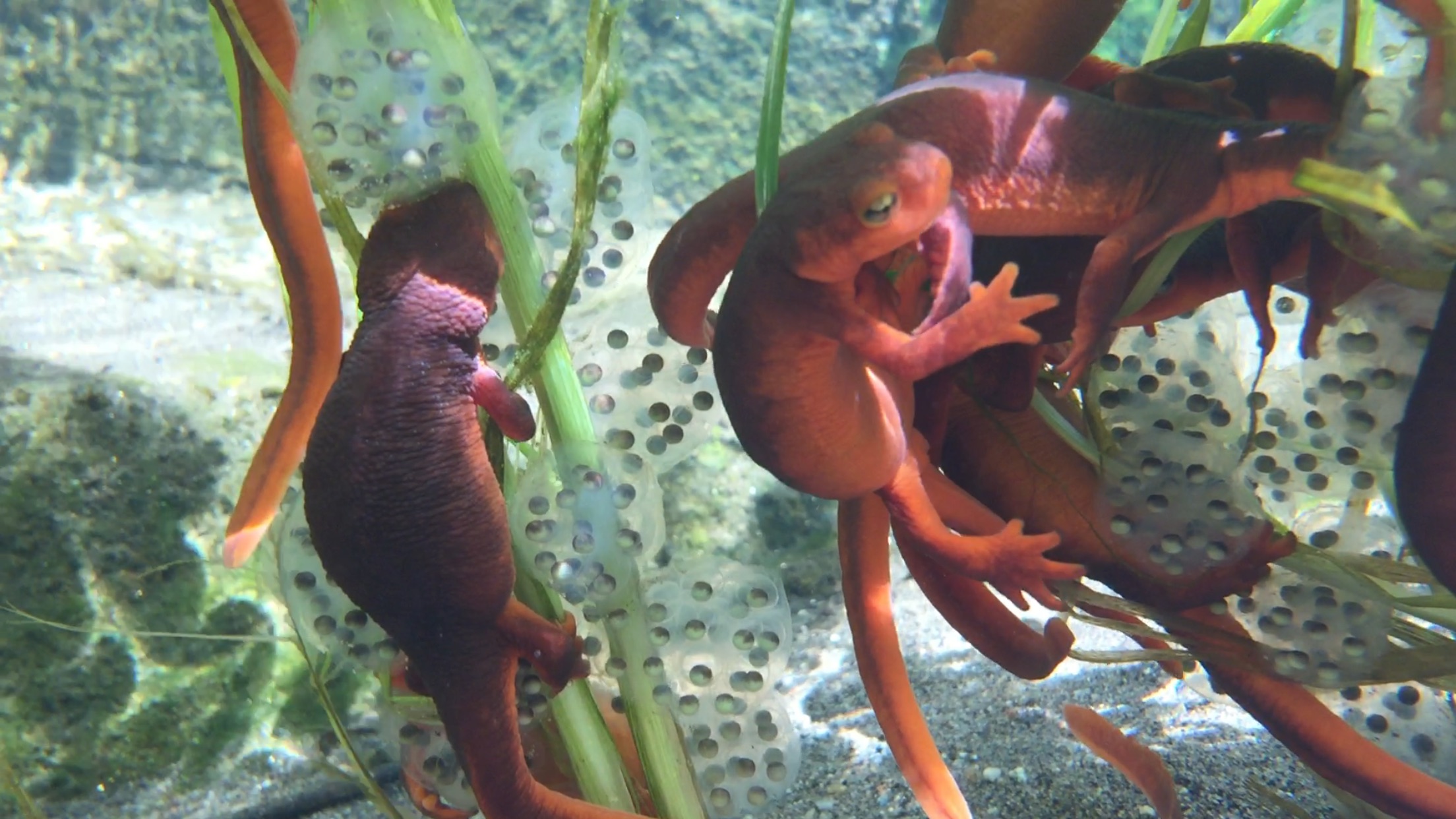 Salamanders Under the Water with Egg Sacks