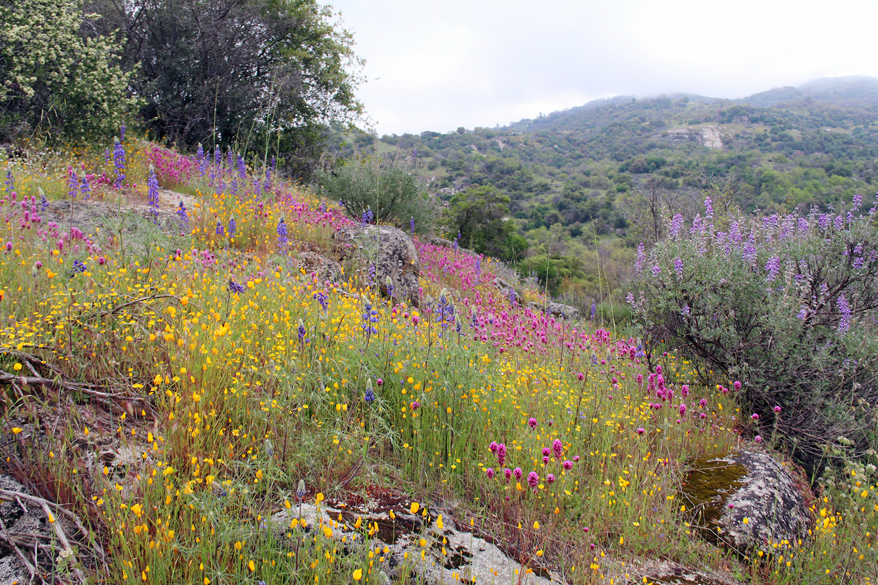 SCICON Wildflowers