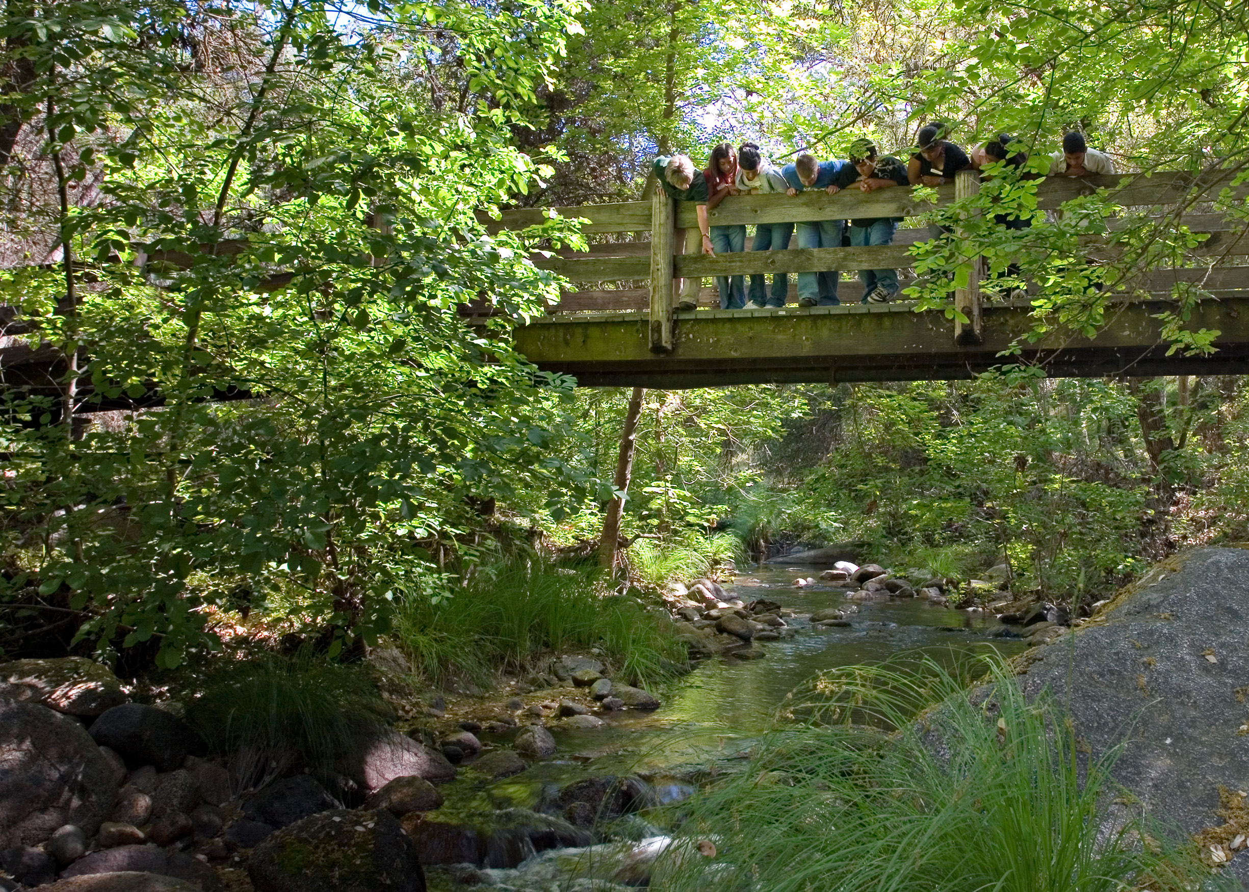 Students on bridge look at the creek below